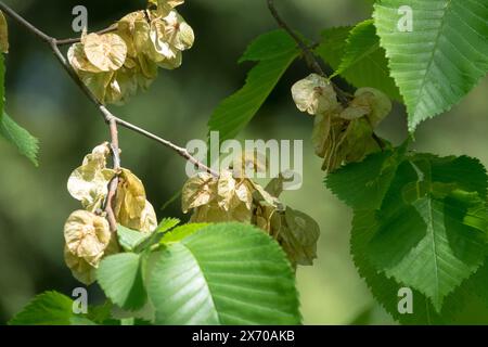 Wych Ulme, Ulmus glabra, Samen, Schottenulme, Laub, Leaves, Verzweigung Stockfoto