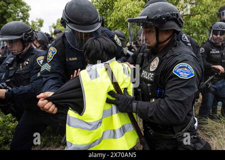 Man sieht, wie ein Demonstrant gewaltsam von schwammigen Offizieren entfernt wird, als sie beginnen, das Lager der Demonstranten zu überfallen. Beamte zahlreicher Polizeibehörden im Orange County, Kalifornien, wurden auf den Campus der University of California (UC) Irvine gerufen, um ein wachsendes palästinensisches Lager zu räumen, das das Zentrum der Universität übernahm. Die Studenten verbarrikadierten sich in einen Kreis und befestigten ihren Umkreis mit Holzpaletten und anderen Gegenständen, um die Behörden fernzuhalten. Insgesamt wurden 50 Demonstranten verhaftet, wobei das Lager vollständig von Polizeibeamten überholt wurde. (Foto von J Stockfoto