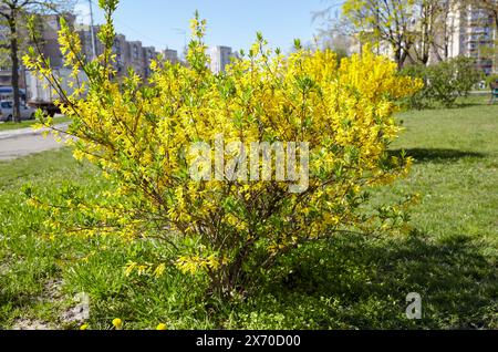 Blühender Forsythienstrauch im Frühling auf der Straße. Forsythia-Zweig mit gelben Blüten an einem sonnigen Tag Stockfoto