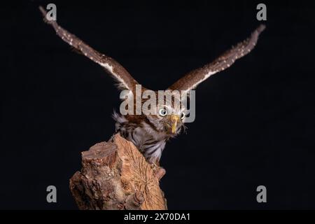 Ein Nahaufnahme-Studio-Porträt eines verworrenen Uhu Bubo cinerascens. Sie befindet sich auf einer Verzweigung vor einem schwarzen Hintergrund mit Kopierraum Stockfoto