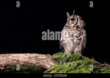 Ein Nahaufnahme-Studio-Porträt eines verworrenen Uhu Bubo cinerascens. Sie befindet sich auf einer Verzweigung vor einem schwarzen Hintergrund mit Kopierraum Stockfoto