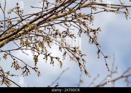 Nahaufnahme Branches Ulmus Laevis Tree In Amsterdam Niederlande 4-4-2024 Stockfoto