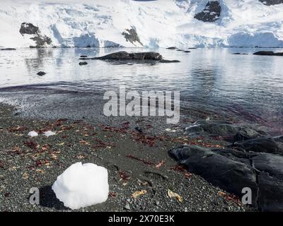 Eis, Fußspuren und Algen am Strand von D’Hainaut Island, Mikkelsen Harbour, Trinity Island, Antarktis Stockfoto