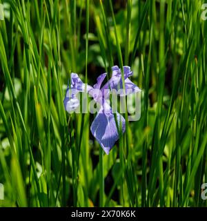 Japanische Irisblume wächst im Frühjahr zwischen Schilf am Rand eines Teichs Stockfoto