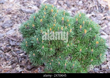 Pinus Mugo 'Gnom' Bergkiefer Pinus montana, Miniatur, Mugo Pine, Hardy, Zwerg, Nadelbaum Stockfoto