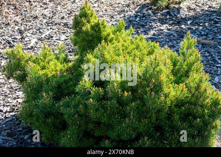 Hardy, Low, Pinus sylvestris „Longmoore“, Garten, Nadelholz Baum, Zwerg, Europäischer Mammutbaum Stockfoto