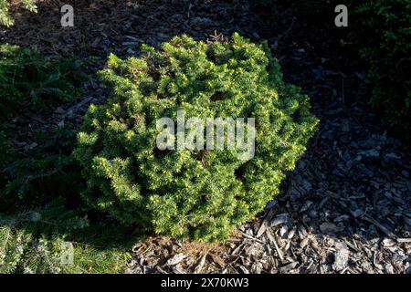 Silberfichte, Picea pungens 'Mrs Cesarini' Zwerg, Colorado Blaufichte, Tiny, Baum im Garten, Low Hardy Pflanze Stockfoto