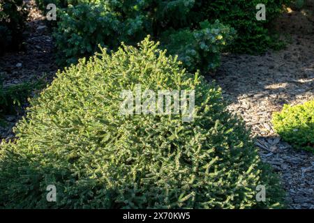 Gartenzwerg serbische Fichte, Picea omorika 'Cinderella' Stockfoto