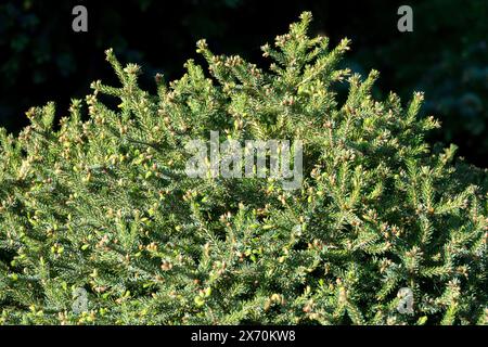 Picea omorika „Cinderella“ serbische Fichte, Miniatur, Garten, Baum, Laub, niedrig, Picea-Zweige Stockfoto