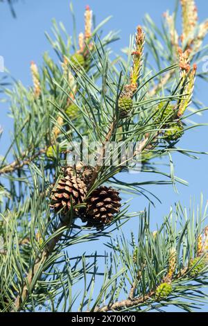 Scotch Tannenzapfen Kiefer Pinus sylvestris „Alba Picta“ Nadelzweige Stockfoto