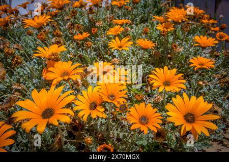 Lebhafte Ansammlung von orange und gelben Gänseblümchen Stockfoto