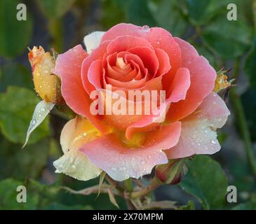 „Brass Band“ Aprikosenmischung Floribunda Rose in Bloom. San Jose Municipal Rose Garden in San Jose, Kalifornien. Stockfoto