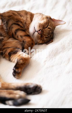Niedliche bengalkatze im Bett. Stockfoto
