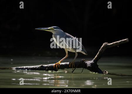 Streifenreiher - Butorides striata, wunderschöner kleiner Reiher aus afrikanischen und asiatischen Marschen und Süßgewässern, Borneo, Malaysia. Stockfoto