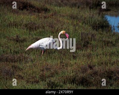 Flamingo im Ebro River Delta. Flamingos im Ebro Delta Natural Park, Tarragona. Großer Flamingo (Phoenicopterus roseus), Ebro Delta Natural Rese Stockfoto