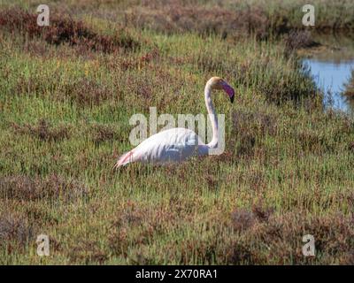 Flamingo im Ebro River Delta. Flamingos im Ebro Delta Natural Park, Tarragona. Großer Flamingo (Phoenicopterus roseus), Ebro Delta Natural Rese Stockfoto