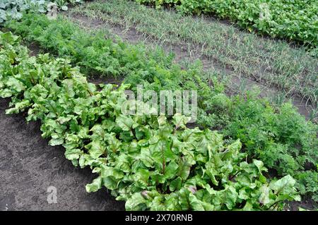 Biologisch angebaute verschiedene Gemüsesorten im Gemüsegarten, im Sommer Stockfoto