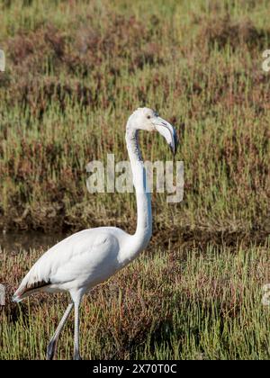 Wildtierszene in der Natur. Flamingo im natürlichen Lebensraum. Wunderschöner Wasservogel. Großer rosafarbener Vogel, großer Flamingo, Phoenicopterus ruber, im Wasser, Stockfoto