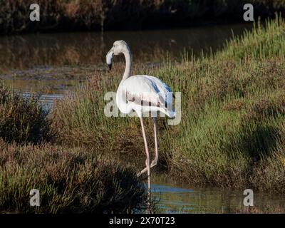 Wildtierszene in der Natur. Flamingo im natürlichen Lebensraum. Wunderschöner Wasservogel. Großer rosafarbener Vogel, großer Flamingo, Phoenicopterus ruber, im Wasser, Stockfoto