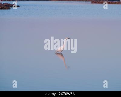 Ardea alba (Ardea alba), auch bekannt als Reiher. Kleiner Egret (Egretta garzetta) kleiner Egret, schneebedeckter Egret, der über Wasser fliegt. Stockfoto