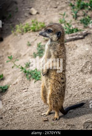 Nahaufnahme von wilden Suricates, die auf ihrem Bein stehen, Tierzoo-Fotografie Stockfoto