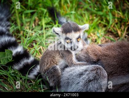 Nahaufnahme von Baby Ring Schwanzlemur sitzend auf dem Rücken der Mutter Lemur Wildtiere Zoo Fotografie Madagaskar Stockfoto