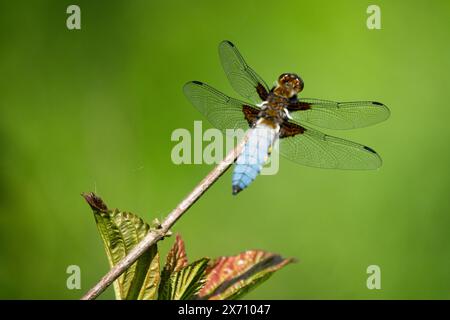 Darter Libellula depressa männliche Libelle, die auf dem Stiel sitzt Stockfoto