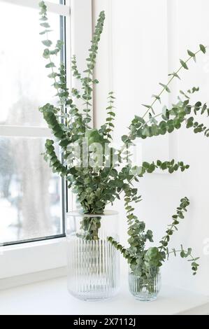 Grüne Eukalyptusblätter in Vase auf weißer Fensterbank. Vorderansicht. Platz für Text, Kopierraum. Stockfoto