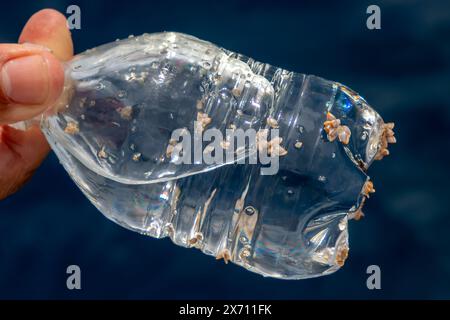 Eine Krabbe und Gänsehaken auf Plastikflasche auf Meer pazifik Plastikmüll, Umwelt oder Verschmutzungskonzept Stockfoto