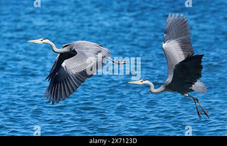 Zwei Graureiher (Ardea cinerea) im Flug über blaues Wasser Stockfoto