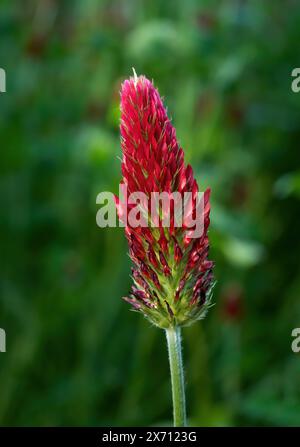 Crimsom-Klee, italienische Klee (Trifolium incarnatum) Einzelblüte Stockfoto