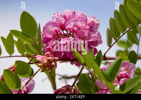 Rosa Akazienblume-Robinia hispida Stockfoto