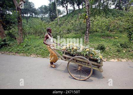 Dhaka, Bangladesch. Mai 2024. Obstverkäufer auf dem Markt während der Ananasernte in Srimangal, Moulvibazar. Dhaka, Bangladesch am 16. Mai 2024. Foto: Habibur Rahman/ABACAPRESS. COM Credit: Abaca Press/Alamy Live News Stockfoto