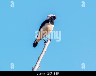 Cyprus Wheatear (Oenanthe cypriaca) Troodos, Zypern. Stockfoto