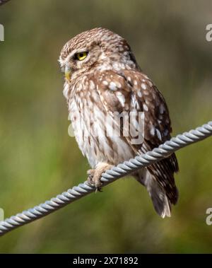 Die kleine Eule (Athene noctua) stand auf einer Stromleitung, Pyia, Zypern. Stockfoto