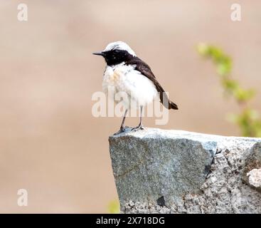 Cyprus Wheatear (Oenanthe cypriaca) Troodos, Zypern. Stockfoto