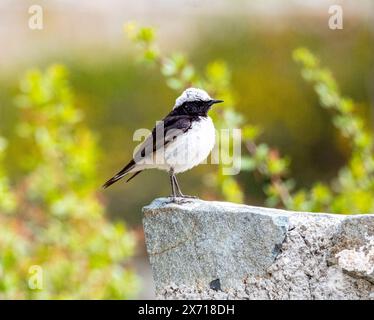 Cyprus Wheatear (Oenanthe cypriaca) Troodos, Zypern. Stockfoto