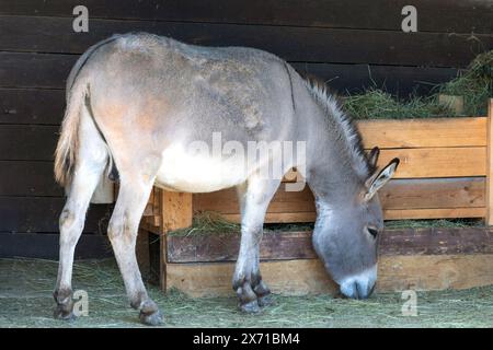 Erwachsener Esel isst Stroh in einer Scheune Stockfoto