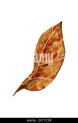 Ein großes trockenes Blatt Holz oder Tabak. In Aquarell gezeichnet. clipart, Aufkleber, Poster Stockfoto