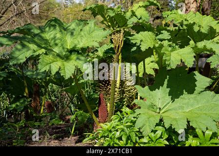 Gunnera manicata - riesige Pflanze mit riesigen grünen Blättern, die im Garten in Irland wachsen Stockfoto