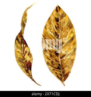 Ein großes trockenes Blatt Holz oder Tabak. In Aquarell gezeichnet. clipart, Aufkleber, Poster Stockfoto