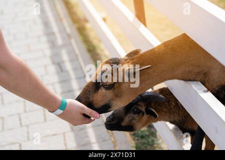 Ein Junge füttert ein braunes kamerunisches Schafgras in einem Streichelzoo. Näher an Tieren und Natur. Nahaufnahme Stockfoto