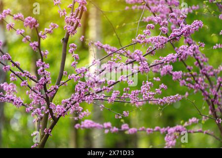 American Eastern Redbud Tree oder Cercis canadensis blühen in einem Park aus nächster Nähe. Selektiver Fokus. Naturkonzept Stockfoto