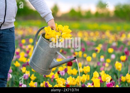Gärtner gießen Tulpen auf einem Blumenfeld an einem sonnigen Frühlingstag. Naturkonzept Stockfoto