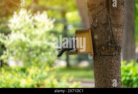 Eine Taube sitzt an einem Frühlingstag auf einem Baum in einem Park in einem Futterhäuschen. Tierwelt und Vogelkonzept. Nahaufnahme Stockfoto