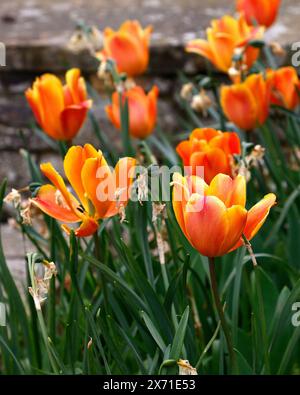 Nahaufnahme der gelb-orangen Blüten der spätfrühlingsblühenden Gartentulpe Tulipa Annie Schilder. Stockfoto