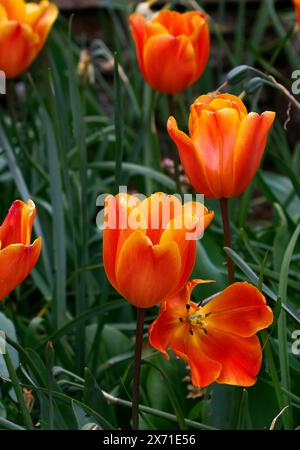 Nahaufnahme der gelb-orangen Blüten der spätfrühlingsblühenden Gartentulpe Tulipa Annie Schilder. Stockfoto