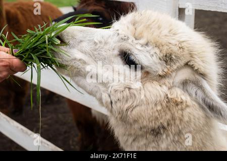 Weißer Alpaka, der frisches Gras aus der Hand in der Nähe eines Zauns auf einer Farm isst Stockfoto