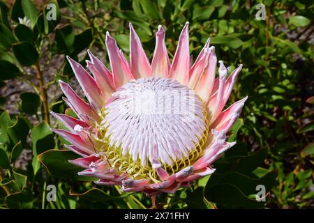 King Protea, Protea cynaroides, Kirstenbosch National Botanical Garden, Newlands, in der Nähe von Kapstadt, Südafrika Stockfoto