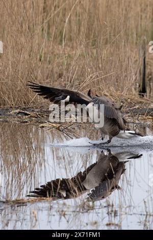 Kanadische Gänse (Branta canadensis) landet auf dem Wasser Norfolk im März 2024 Stockfoto